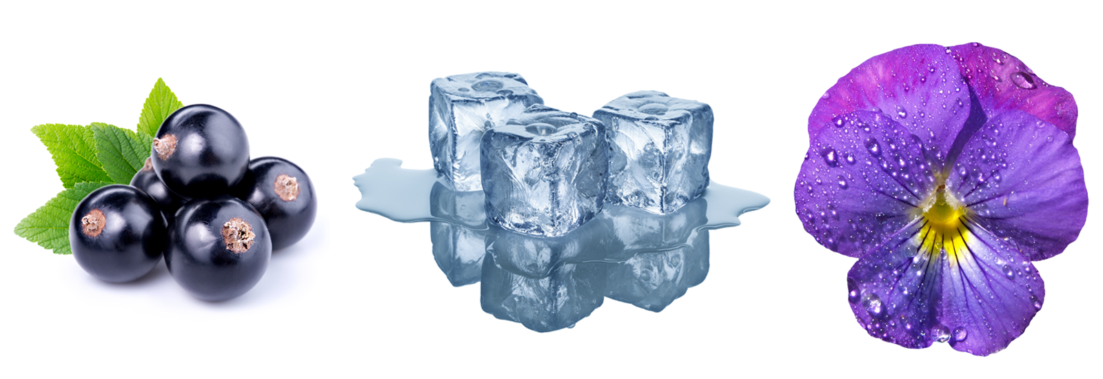 Cassis • Violette • Frais